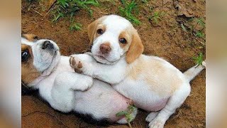 Hilarious Dogs And Puppies That Will Make You Laugh