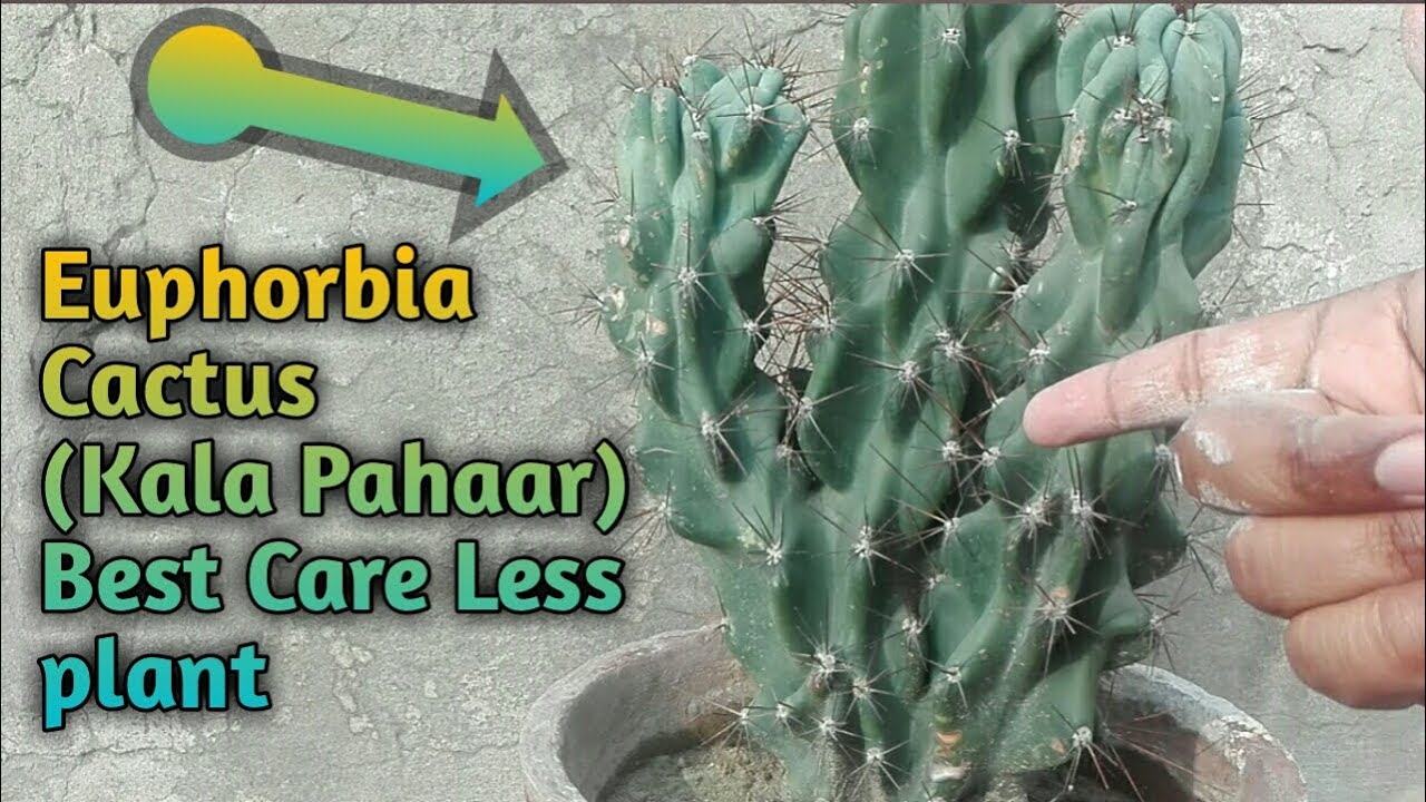 Euphorbia Cactus || Kala Pahaar || how to care euphorbia plant Urdu