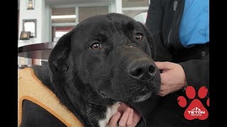 This border collie-lab mix is our Pet of the Week