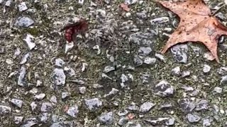 Wolf Spider Attack: Spider Wasp Paralyzes Huge Wolf Spider || WooGlobe