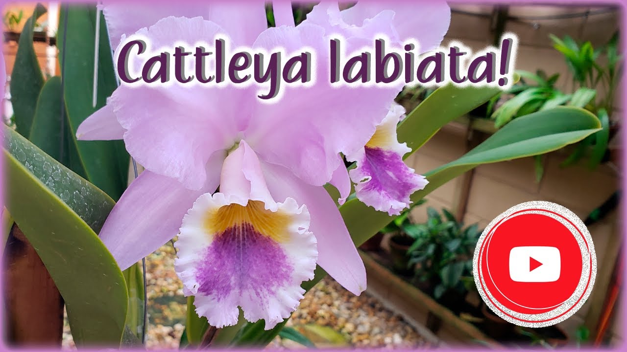 Cattleya labiata! - Floração e cultivo!❤️