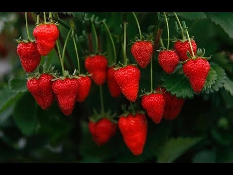 Dicas melhor forma de plantar morango em vaso # frutiferas em vaso