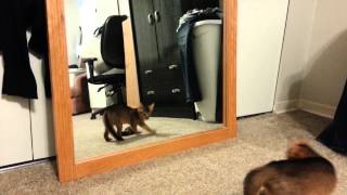 Abyssinian kitten sideways crab walk dancing with his reflection in the mirror by LitterNose 5,771 views 9 years ago 5 minutes, 19 seconds