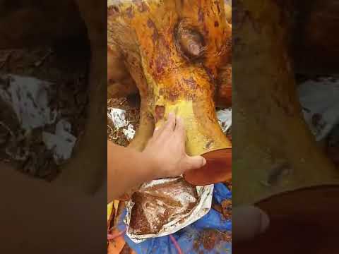 Video Quy trình quan trọng sau khi làm sạch phôi mai rừng -... - youtube