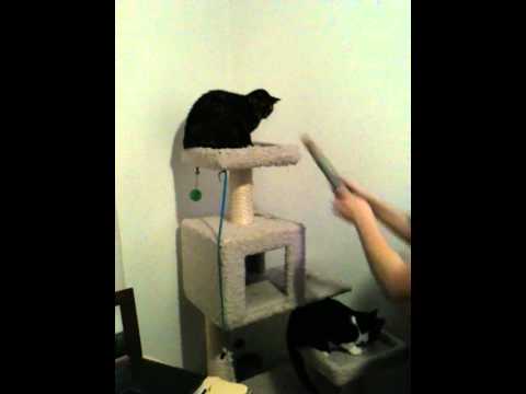 Funny scared cat jumping in the air YouTube Funny scared cat jumping in the air YouTube