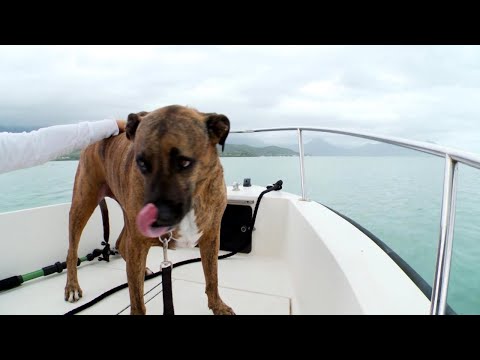 Dog Obesity Solutions, Rare Breeds & Inside a 24-Hour Animal Hospital
