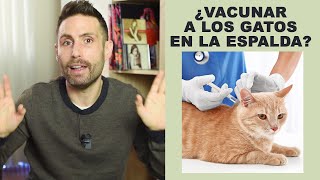¿Es malo vacunar a los gatos en la zona de la espalda? + pequeño RANT