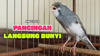 Suara PANCINGAN KENARI PAUD Belajar Bunyi Ngeriwik Kenari GACOR Panjang || Masteran Kenari Paud #795
