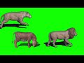 Convoy Stampede Green Screen