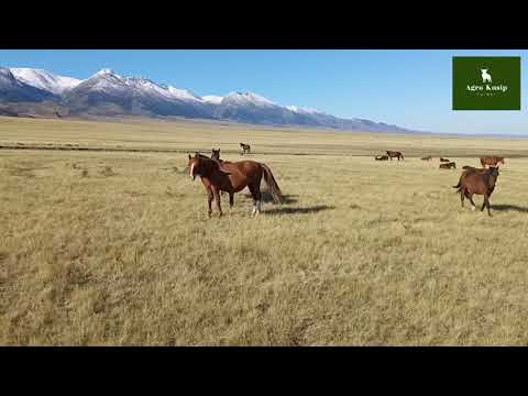 Бейне: Жылқыларды қалай өсіру керек