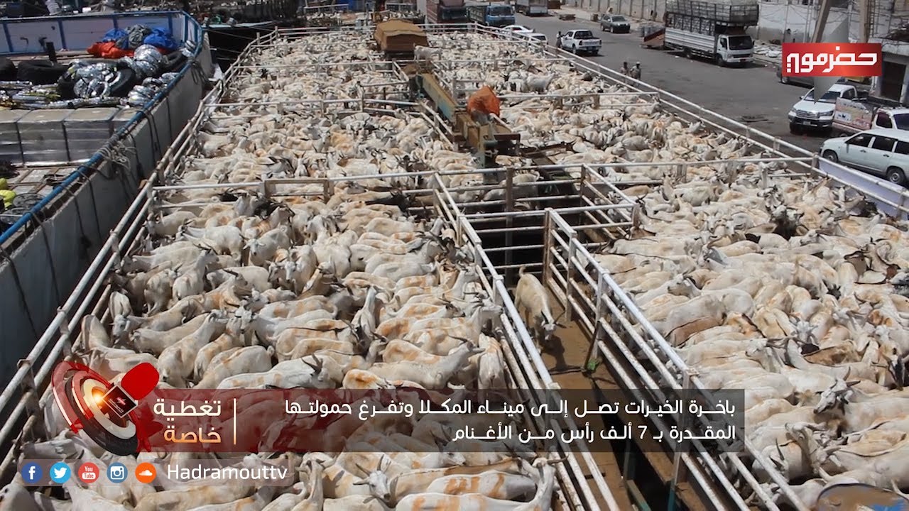 تغطية خاصة - باخرة الخيرات تصل إلى ميناء المكلا وتفرغ حمولتها المقدرة ب 7 الف رأس من الغنم