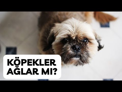 Video: 7 Sebep Köpeğinizin Öksürük Olabilir
