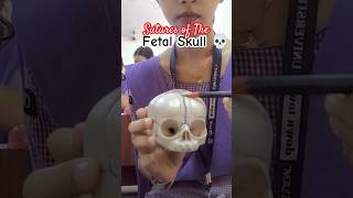 Fetal Skull 💀|sutures|Nursing students #nursingstudent #fetal #skull #anatomy #viral #youtubeshorts
