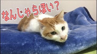 飼い主に何をされてもされるがままのニックさんが可愛すぎる