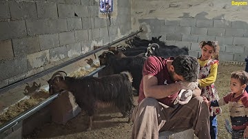 Building a feeding station for sheep: Mr. Shahin