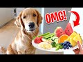 Puppy Reviews Food! (Dog Taste Test)