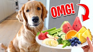 Puppy Reviews Food! (Dog Taste Test)