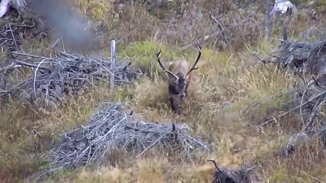 Szarvasbőgés 2016 Gyergyószentmiklós / Deer rutting 2016 Gheorgheni - Amateur shoot