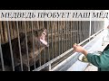 МЕДВЕДЬ ПРОБУЕТ НАШ МЁД // BEAR TASTES OUR HONEY