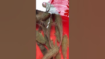 Cá bống tượng nuôi vỗ béo 35k size 10-15con/1kg , cung cấp cá bống tượng giống #fishing #shortvideo