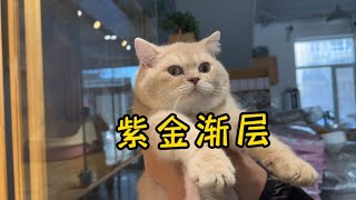 一只5个月大的紫金渐层猫，颜色是真漂亮！