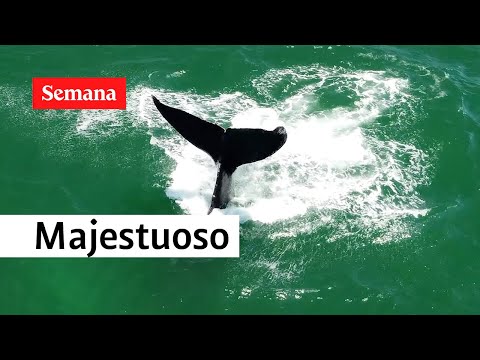 SEMANA estuvo presente en el monitoreo de ballenas en la zona de Bahía Málaga