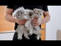 It was so cute to see a kitten trying to escape from the room being quietly taken away...