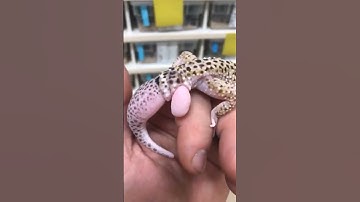 Tail growing from a Tail 😳🐒