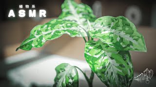 【ASMR】植物のお世話｜アグラオネマ ピクタム・ミニバラ・モンステラ タイコンステレーションの水音と葉の音 / Plant Care Sounds 🌿 Water & Leaf ASMR