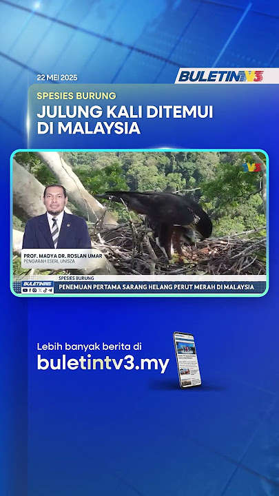 SPESIES BURUNG | Penemuan Pertama Sarang Helang Perut Merah Di Malaysia