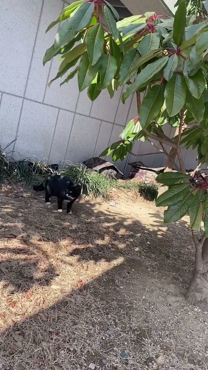 C magnifique vidéo chat nature