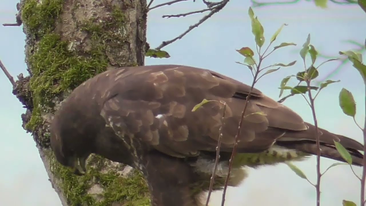 La buse variable dans tous ses états.