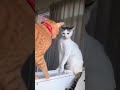 おもわずニヤける猫動画まとめｗ