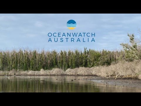 Bushfire mangrove recovery: Community-led efforts in the NSW  South Coast