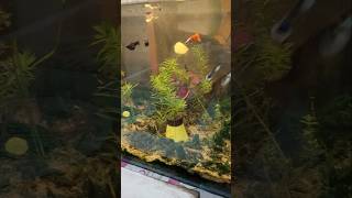 Aquarium Setup Step by Step 🛠️ | Beginner Guide