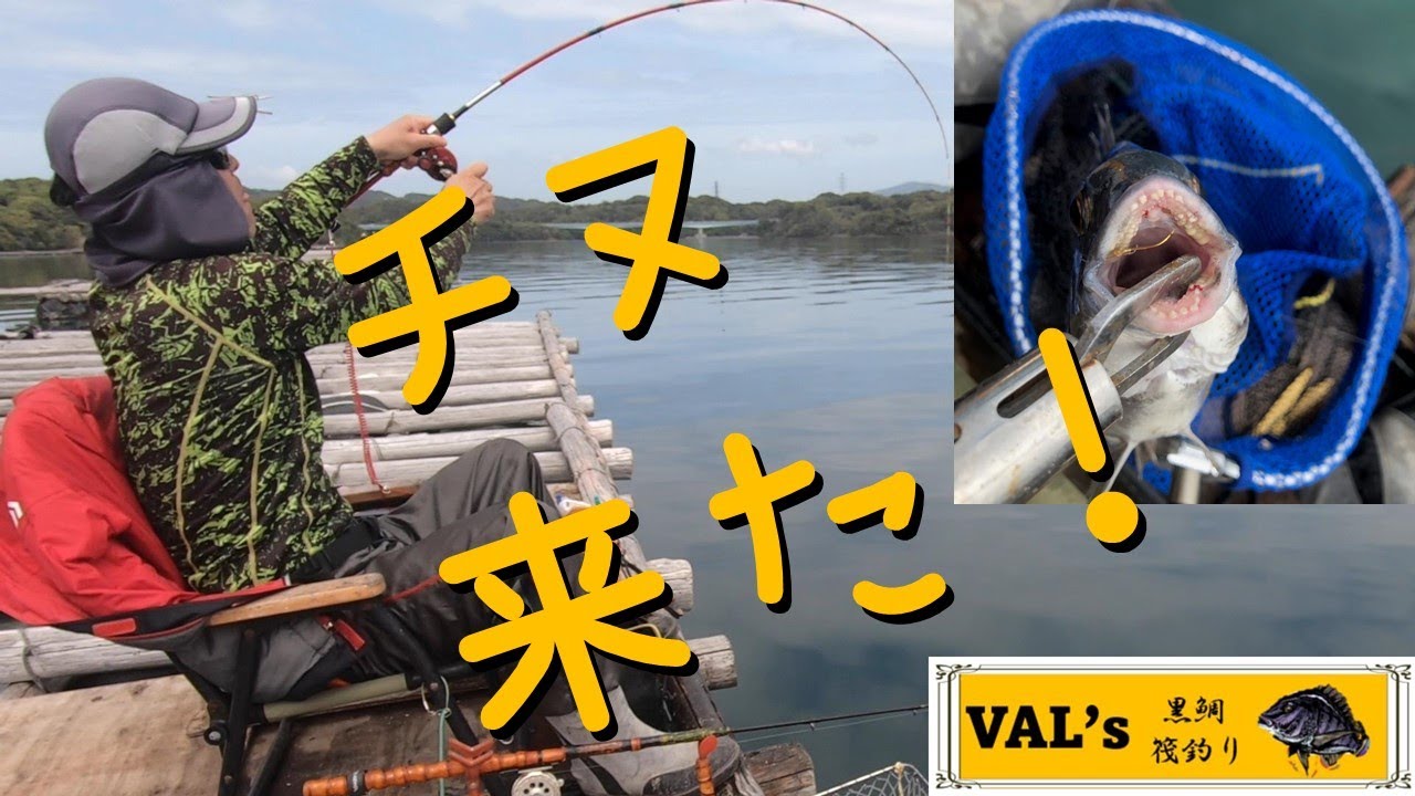 チヌ来た！】VALの黒鯛筏釣り #黑鲷 #チヌ #かかり釣り #筏釣り #钓鱼