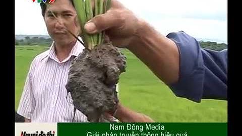 Dong nam seed Giong Dong Nam Giong cay trong dong nam