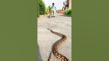 big snake on road