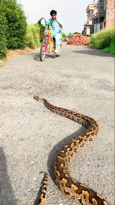 big snake on road