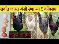 सर्वात जास्त अंडी देणार्या ५  गावरान कोंबड्या,sarvat jast andi denarya 5 gaavarn konmbdya