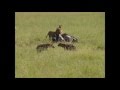 Lions on a Buffalo Vs. Hyenas, Jackals and Vultures