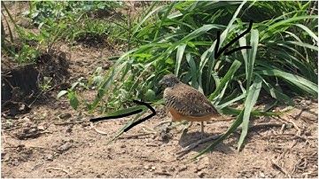 Bẫy chim cút và cái kết | Minh TV