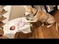 Labradors love to play with Сhildren and Baby Compilation