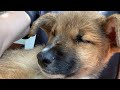 保護犬源さんの成長した姿〜後編〜