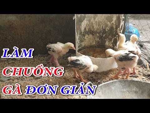 cách làm chuồng gà đơn giản tại nhà | Foci