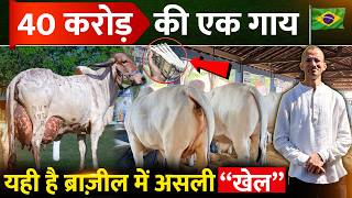 Brazil में गिर गाय ज्यादा दूध देती तो गिरलेंडो क्यों बनती ? असली ''खेल'' ये है बाबू भैया!