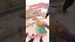 Main Road Catching Dog Releasing #release #rescue #citystreetdogcatching #animals #ytshortsindia