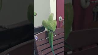 parrot talking 🦜 l Green parrot #shortsfeed #shortvideo #shorts #parrot #parrottalking #birds