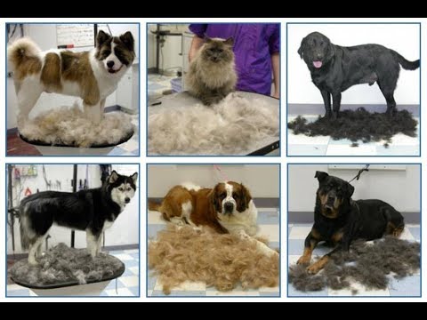 Разные типы шерсти у собак. Плюсы и минусы.