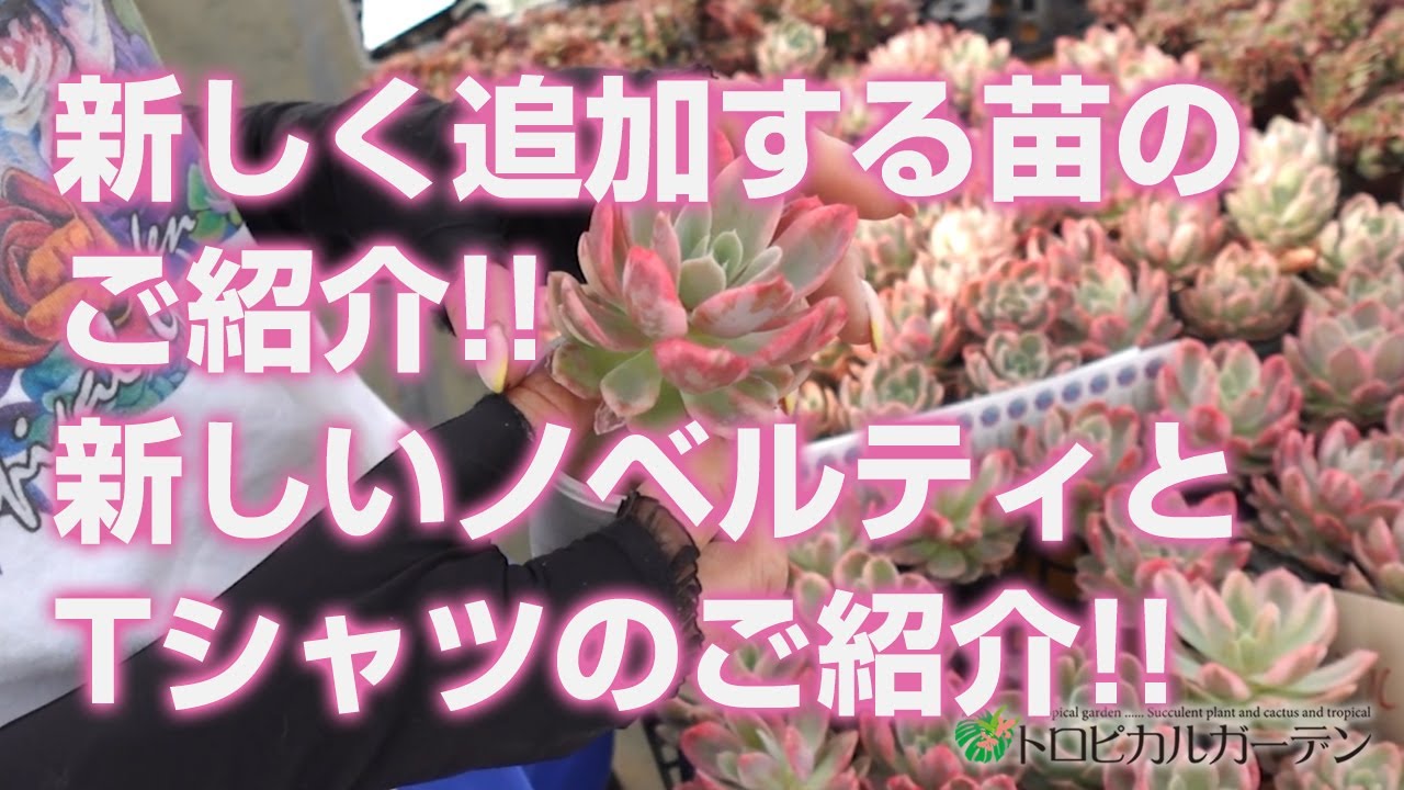 2024.05.02【多肉植物】新しく追加する苗のご紹介!!新しいノベルティと